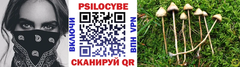 Псилоцибиновые грибы Psilocybine cubensis  наркошоп  Луга 